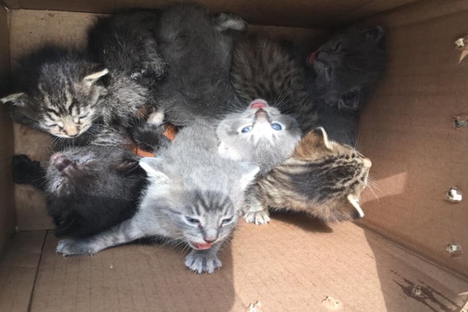 Die Katzenbabys waren gerade einmal zwei Wochen alt.