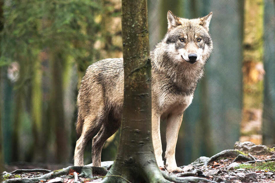 Erst kürzlich tappte das Tier im Erzgebirge in eine Fotofalle.