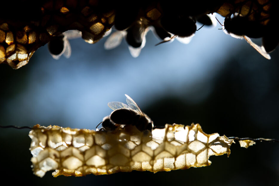 Bienen müssen nicht nur in Bayern sondern in ganz Europa geschützt werden. (Symbolbild)