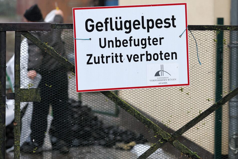 "Geflügelpest - unbefugter Zutritt verboten" steht auf einem Schild am Zaun eines betroffenen Hofes in Mecklenburg-Vorpommern. Auch in Baden-Württemberg nehmen die Seuchen-Fälle rasant zu.