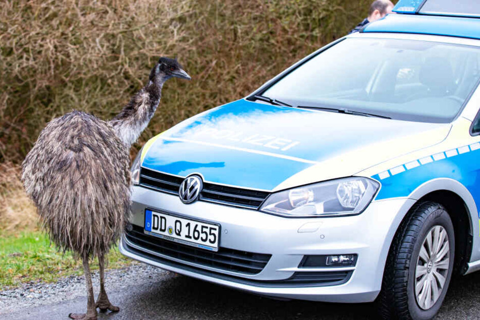 Auch die Polizei konnte den Laufvogel nicht beeindrucken.