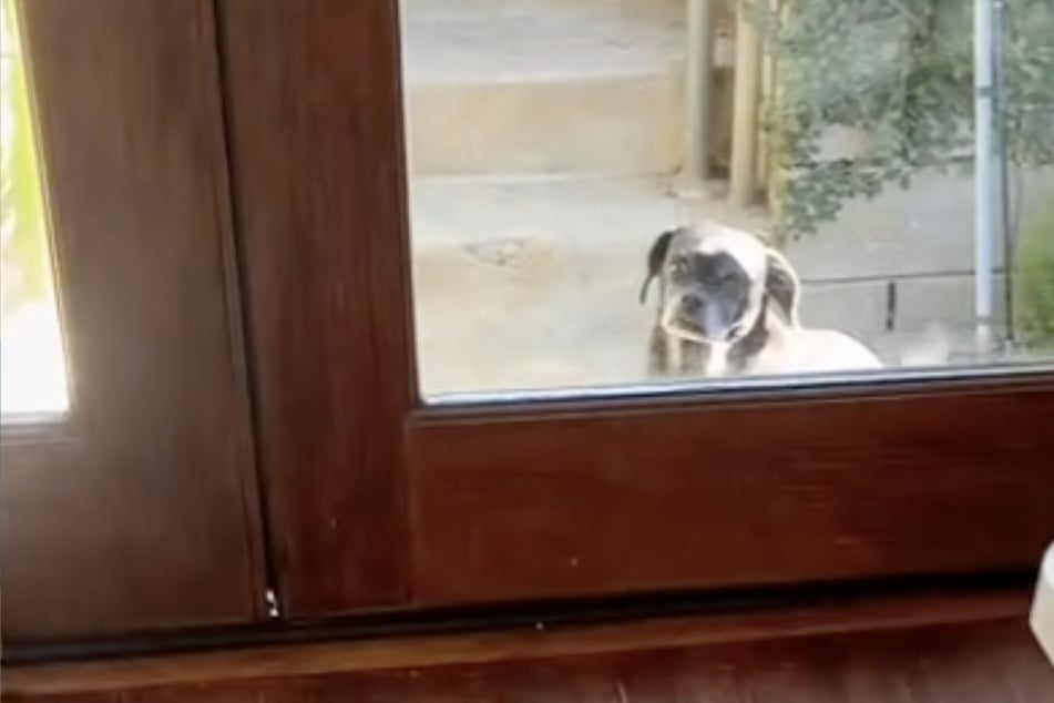 Dog desperately wants to visit with her best friend – but where is she?