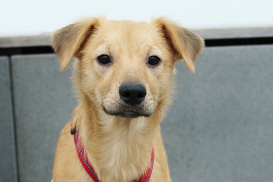 Im Tierheim kann man Pate für alle Tiere oder zum Beispiel speziell für Hunde werden.