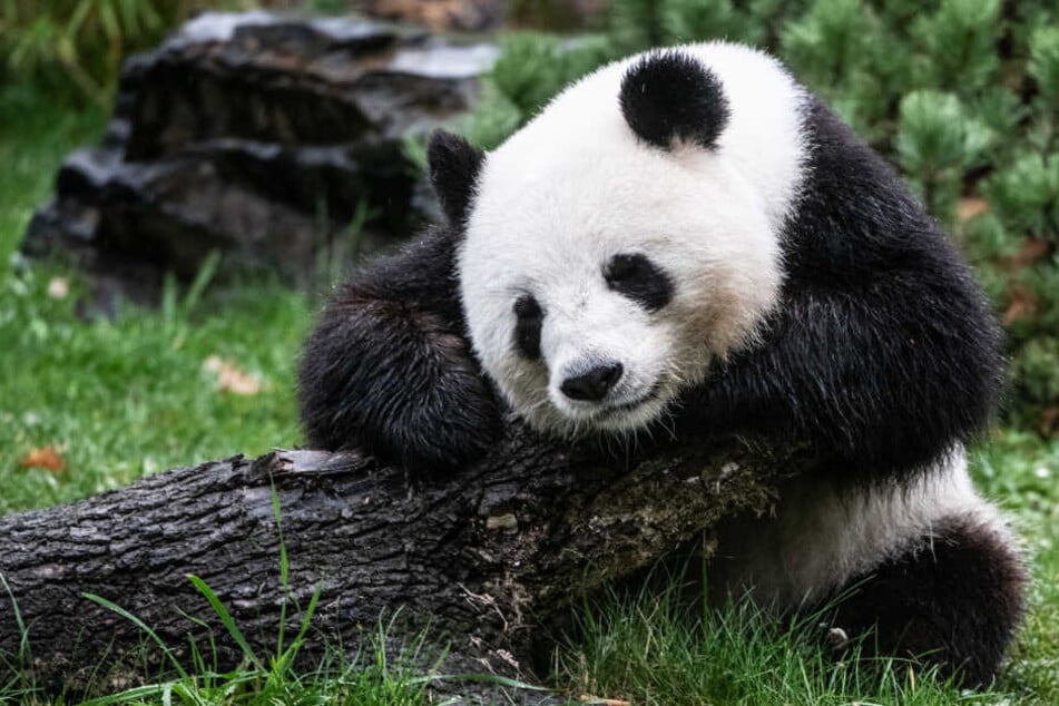 Ist Panda-Dame Meng Meng etwa schwanger?
