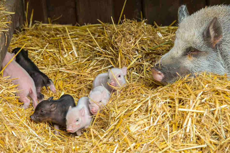 Zwei Jungs und fünf Mädels hat Minischwein Bambina (9) zur Welt gebracht.