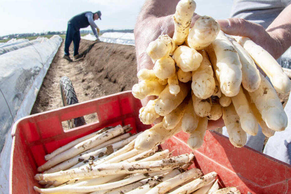 Spargel erfreut sich in Deutschland auch weiterhin sehr großer Beliebtheit.