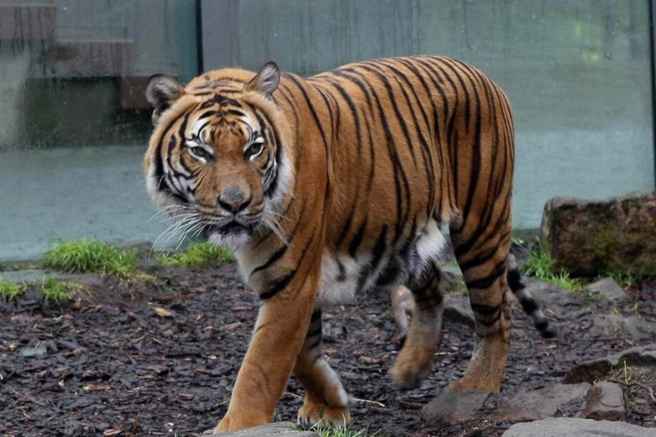 Der Tiger namens Sompon wäre dieses Jahr 18 Jahre alt geworden.