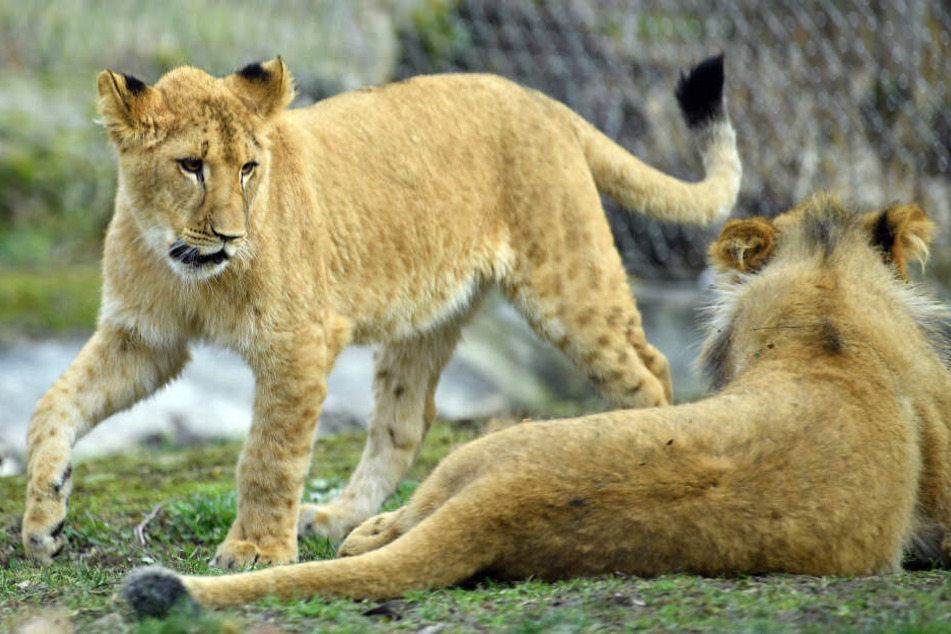Insgesamt 886 Tiere leben im Zoo, darunter auch Löwen.