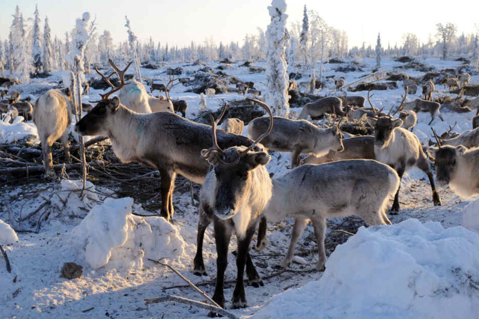 Tausende Wildtiere mussten in Norwegen bereits umgebracht werden.
