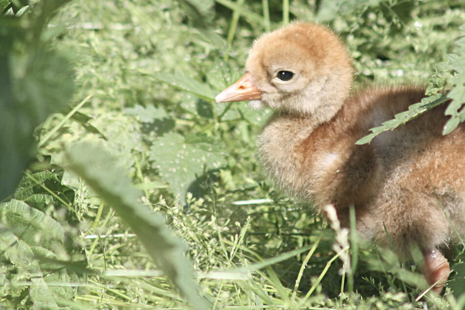 Pfoten weg! Darum sollten Jungtiere in der Natur in Ruhe gelassen werden