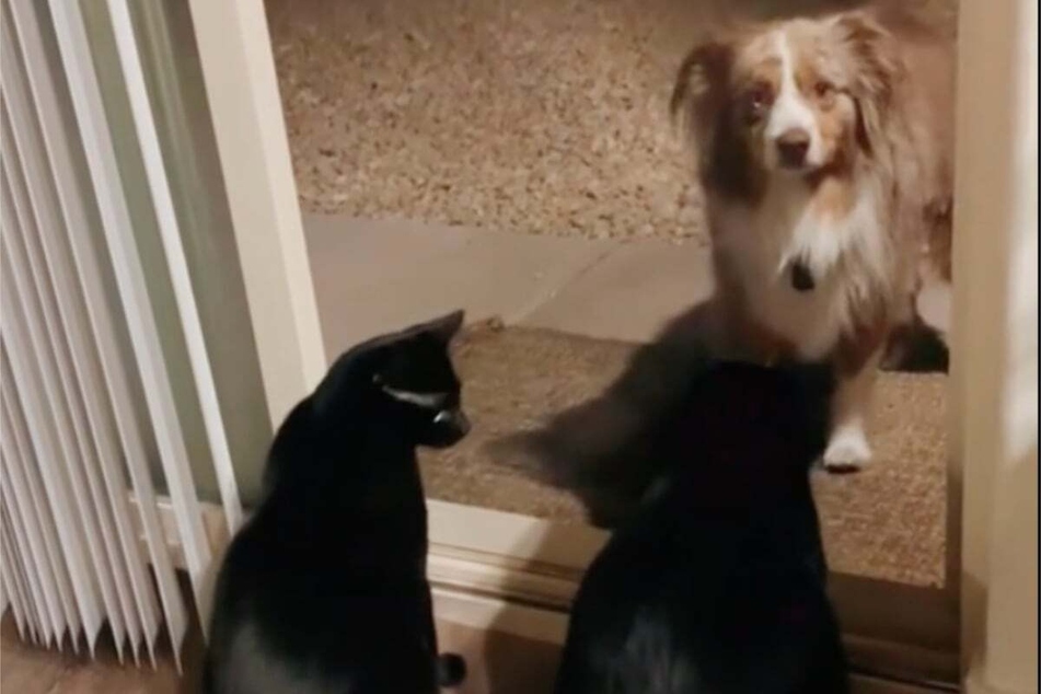 Cat shows off impressive speaking skills by calling the family dog home!