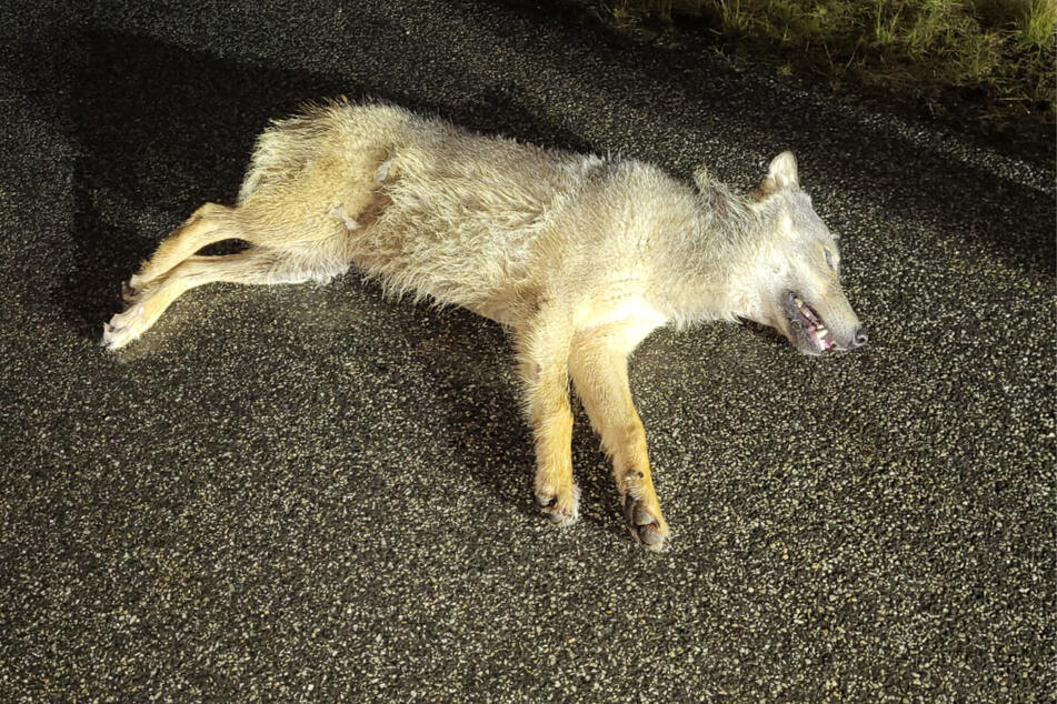 Unfall A38: Breitenworbis: Toter Wolf auf der A38 gefunden