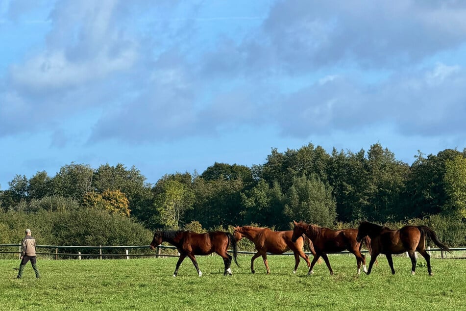 Wenige Minuten vor dem Vorfall entstand das Bild von den Pferden. Ein Sportpferd (r.) starb rund 15 Minuten nach der Aufnahme.
