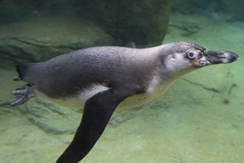 Das Warngerät wurde bereits zum Schutz von Schweinswalen in der Ostsee eingesetzt. Nun soll es Pinguine retten (Symbolfoto).