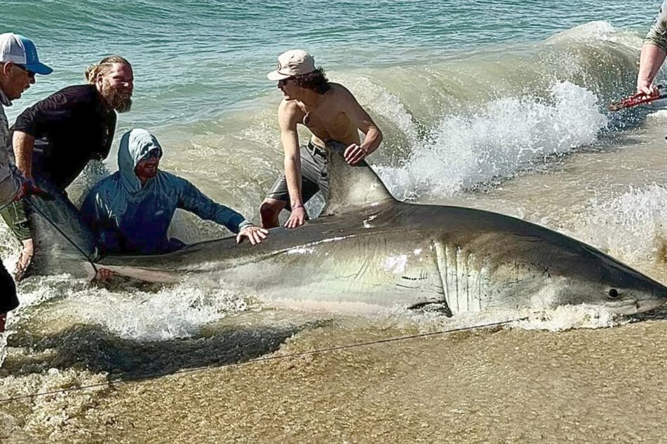 The massive shark weighed over 1,400 pounds!