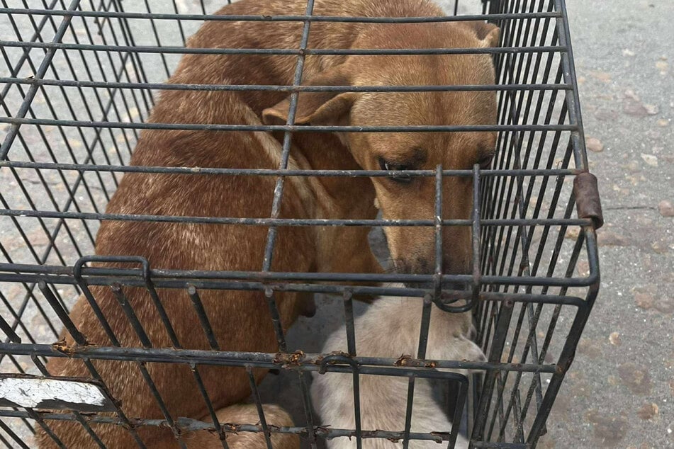 Mutter und Hundebaby wurden mittlerweile adoptiert bzw. in Pflegestellen aufgenommen.