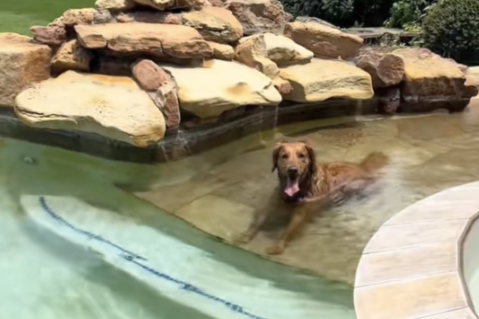 Golden Retriever "Remy" büxte von Zuhause aus, um sich in den Pool des Nachbarn zu schleichen.