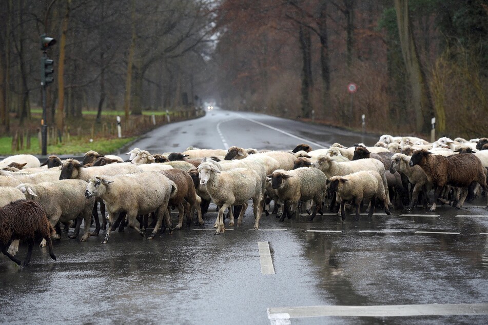 Beim Überqueren der B87 bei Taucha (Kreis Nordsachsen) ist ein Auto in eine Tierherde gefahren. 20 Schafe und Ziegen wurden tödlich verletzt. (Symbolbild)