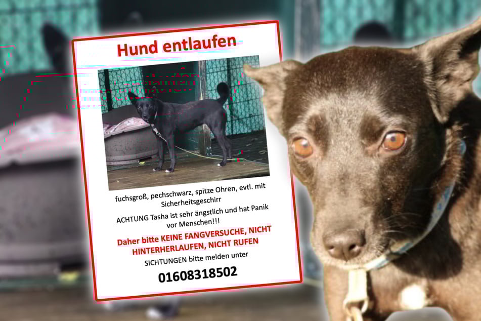 Dresden: Ängstliche Hündin entläuft nach Adoption: Letzte Spur führt in die Dresdner Heide