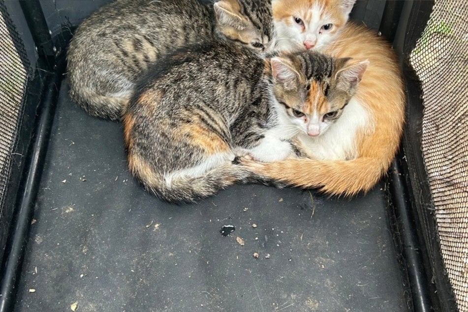 Diese drei niedlichen Katzenbabys wurden im Bereich des Nordstrandes am Berzdorfer See entdeckt.