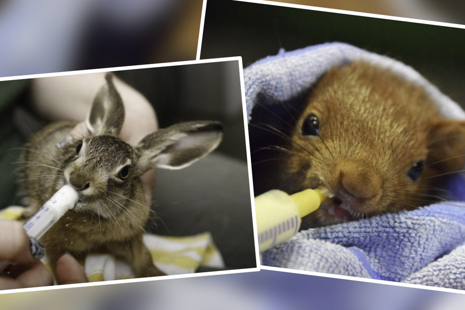 Tierheim wegen "falscher" Findelkinder bald überlastet! Nicht alle Tiere brauchen Hilfe