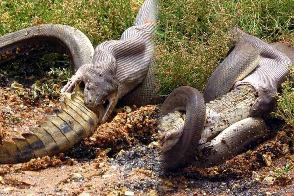 Die Python verschlang das ganze Krokodil.