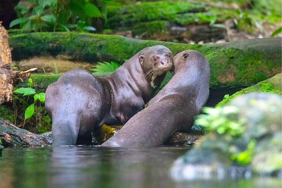 Die Riesenotter hingegen sind ein Herz und eine Seele und können nicht voneinander lassen. (Archivbild)