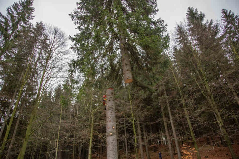 Der Baum wurde in halber Höhe abgesägt und vorsichtig mit einem Kran aus dem Wald gebracht.