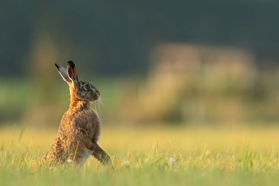 Kaninchen in freier Natur müssen jederzeit sehr wachsam sein.