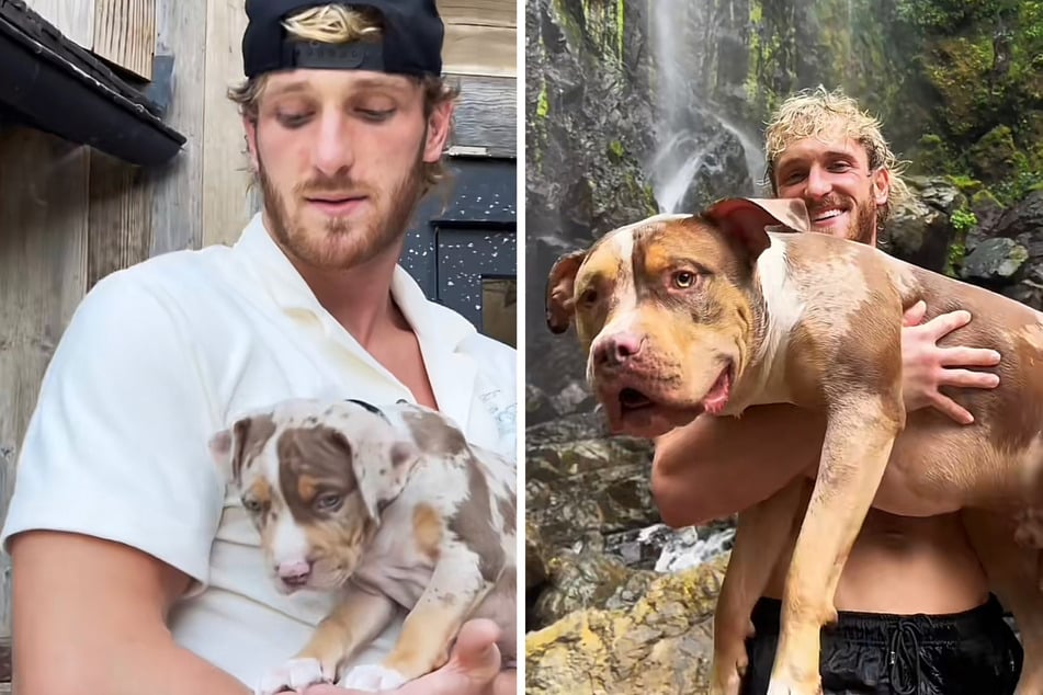 Logan Paul shocks fans with his Pitbull Quinn's transformation from a pup to a monstrous canine in his latest TikTok.