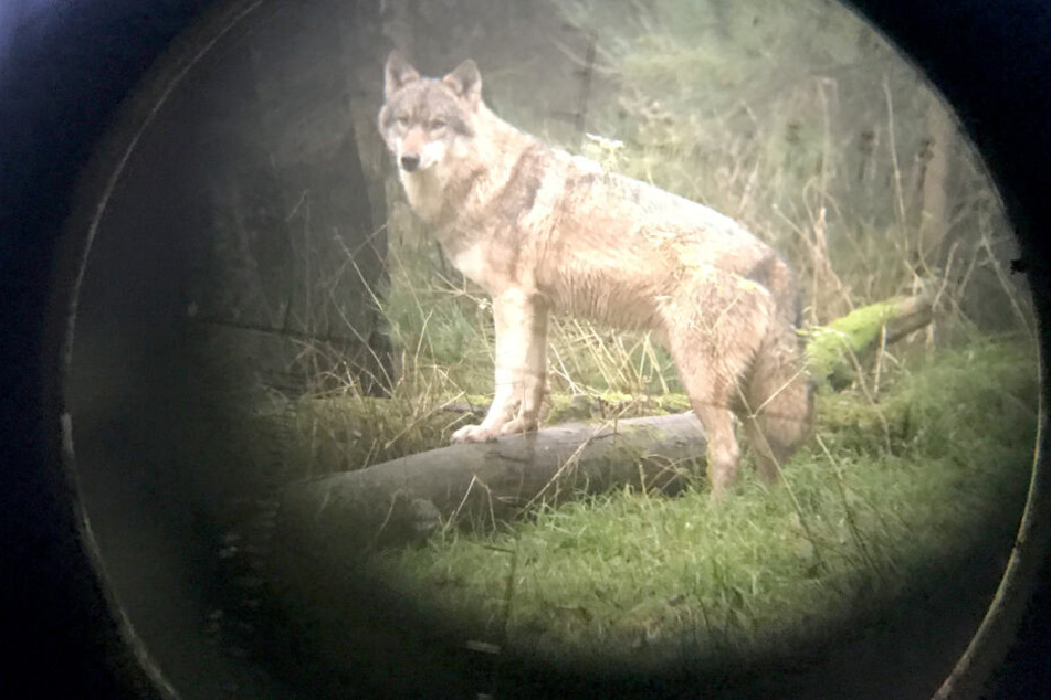 Ein Wolf im Fadenkreuz.