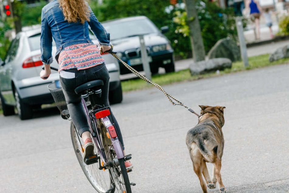 Die Polizei muss nun die Frage klären, ob die Hunde angeleint waren. (Symbolbild)