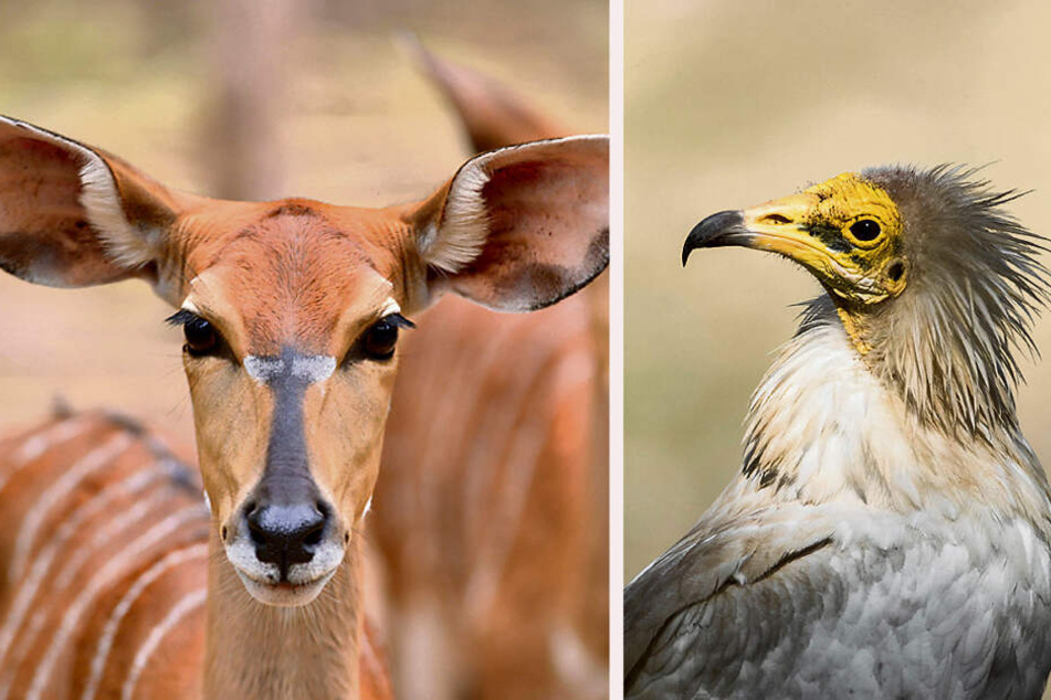 Wer will Pate werden? Auch Nyala-Antilopen (l.) und Schmutzgeier suchen noch solvente Gönner.