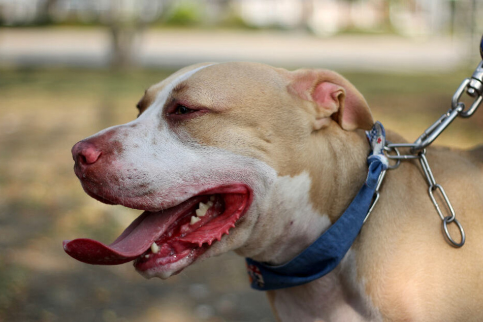 Ein Pitbull attackierte die Seniorin brutal. (Symbolbild)