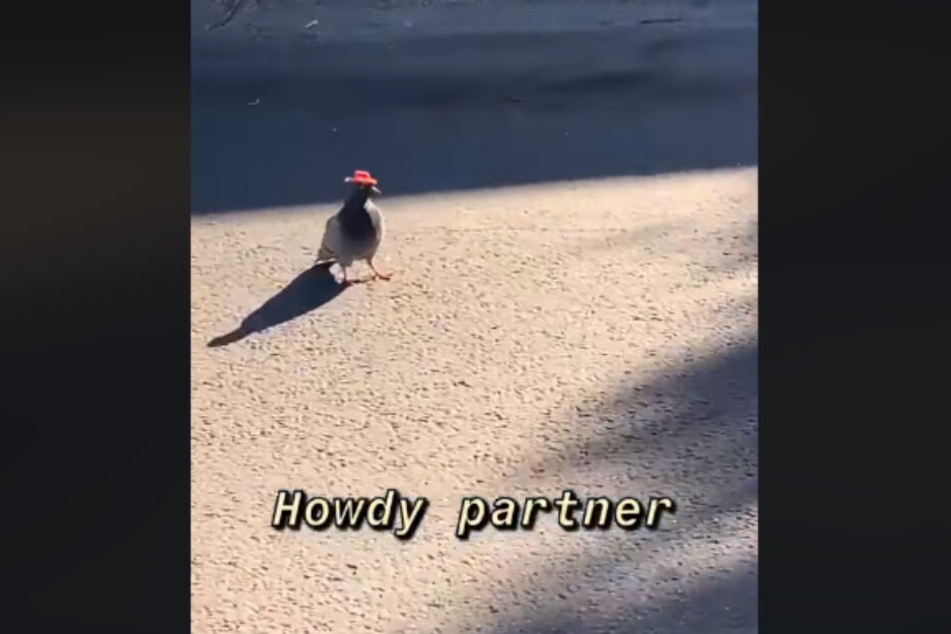 Eine der Tauben auf einer Straße in Las Vegas.