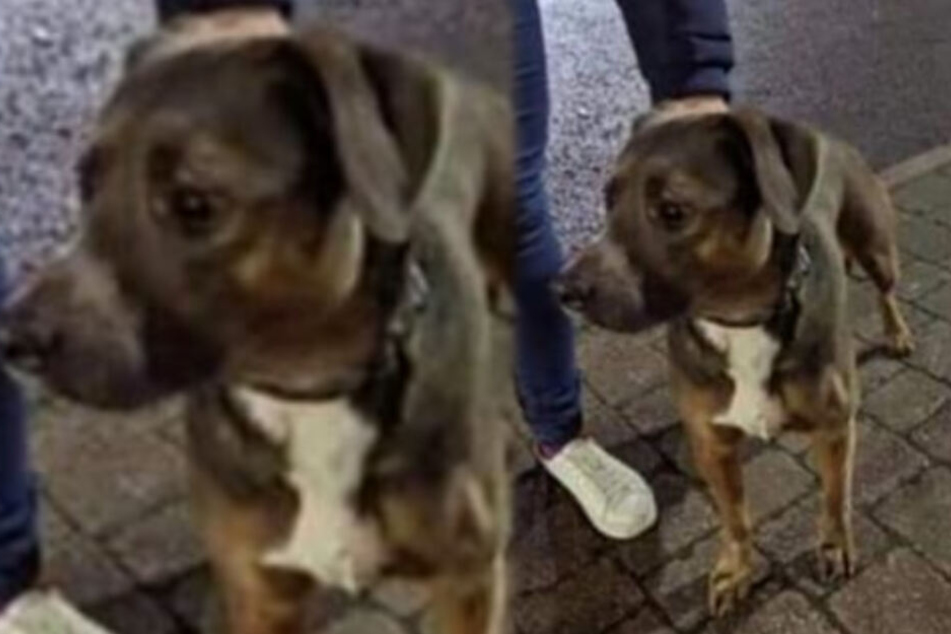 Weil er anscheinend auf den Küchenboden pinkelte, wurde Hund Diesel brutal getötet.