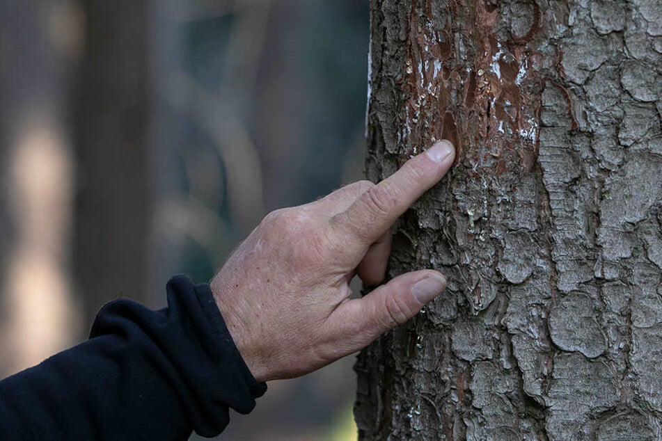 Ärgerlich: Das an diesem Baum mal eine Markierung war, ist kaum zu glauben. Es wurde illegal wieder abgekratzt.
