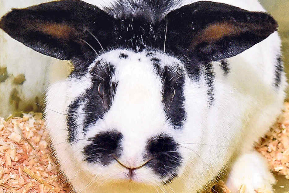 Oreo wurde nicht artgerecht gehalten, wurde mit 300 Artgenossen aus einer Gartensparte befreit.