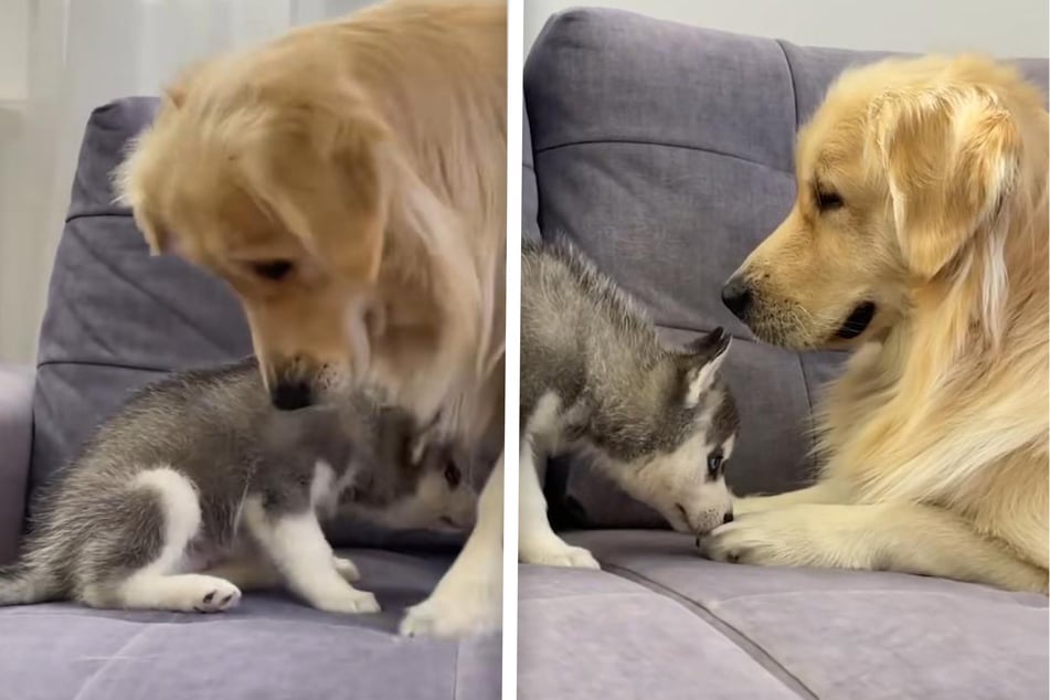 Un cachorro de husky se encuentra con un golden retriever: La reacción de ambos lo dice todo