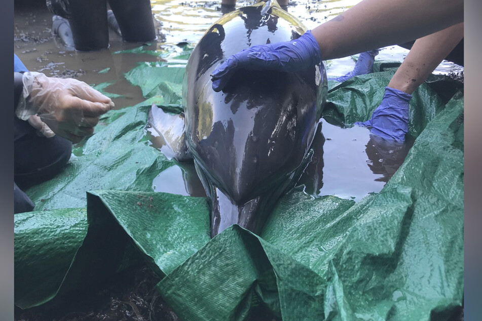 Rettungskräfte der gemeinnützigen Einrichtung "British Divers Marine Life Rescue" kümmern sich um den Delfin.