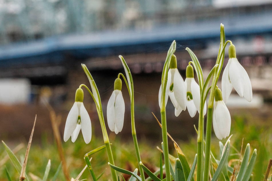 Bis zu 17 Grad und Sonne: Endlich Frühlingsgefühle in Sachsen