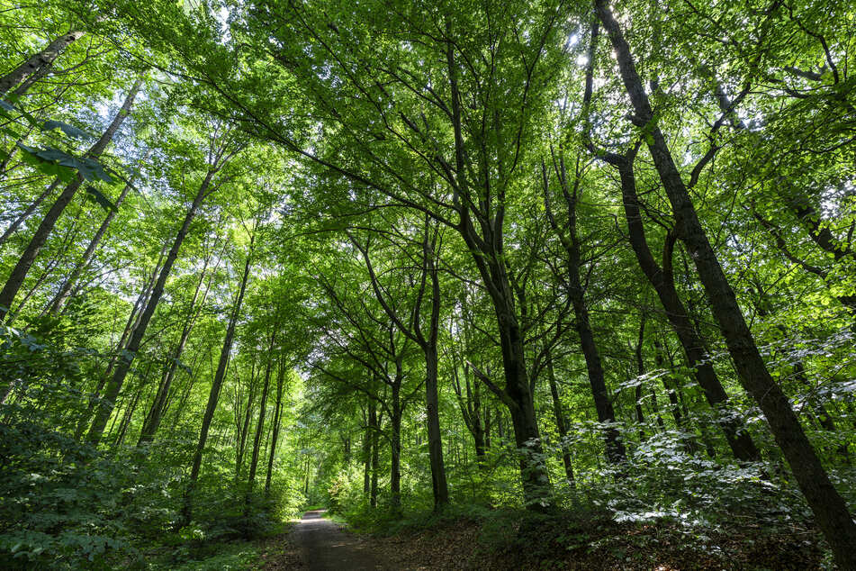 Auch im Chemnitzer Zeisigwald sollten Spaziergänger extrem aufpassen - ein Funke genügt, um eine Feuer-Katastrophe auslösen.
