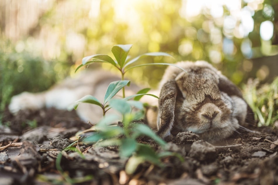 Ist es erlaubt, ein totes Kaninchen im Garten zu beerdigen?