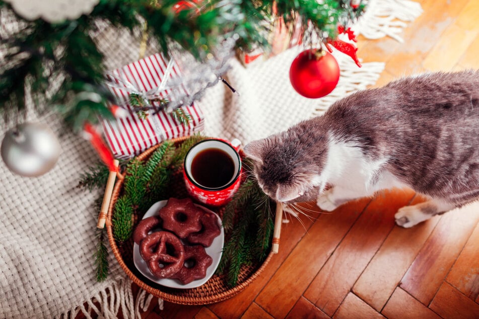 Schokolade und andere für Katzen giftige Lebensmittel sollte man nicht offen liegen lassen.