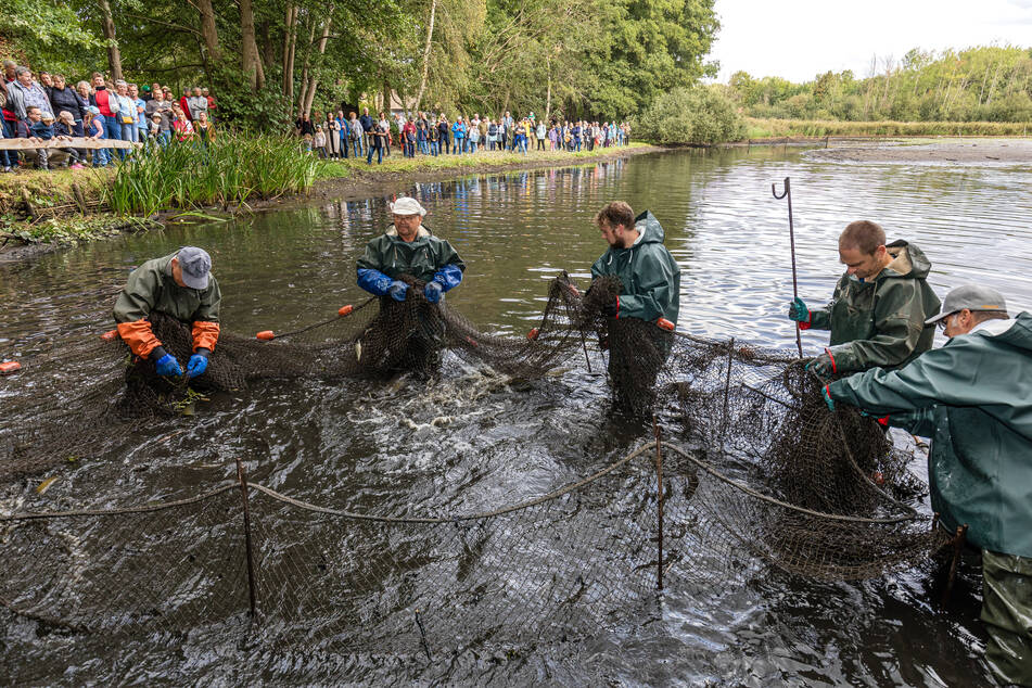 Das Abfischen hat begonnen. Sachsens Teichwirte hoffen auf gute Erträge.