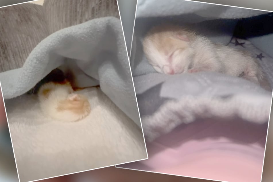 Katzenbaby Holger kämpft sich derzeit stündlich mehr ins Leben.