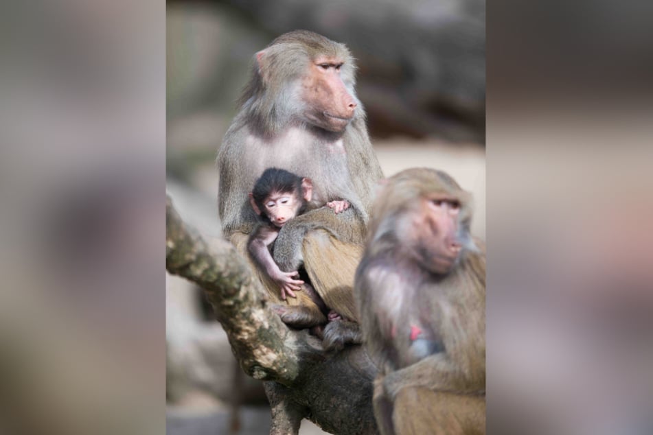 Ein weiblicher Mantelpavian hält sein Junges im Berliner Zoo.
