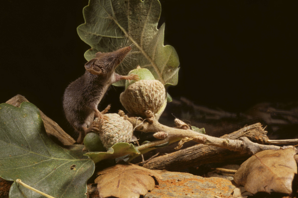 The Etruscan Shrew is the smallest mammal and land animal in the world.