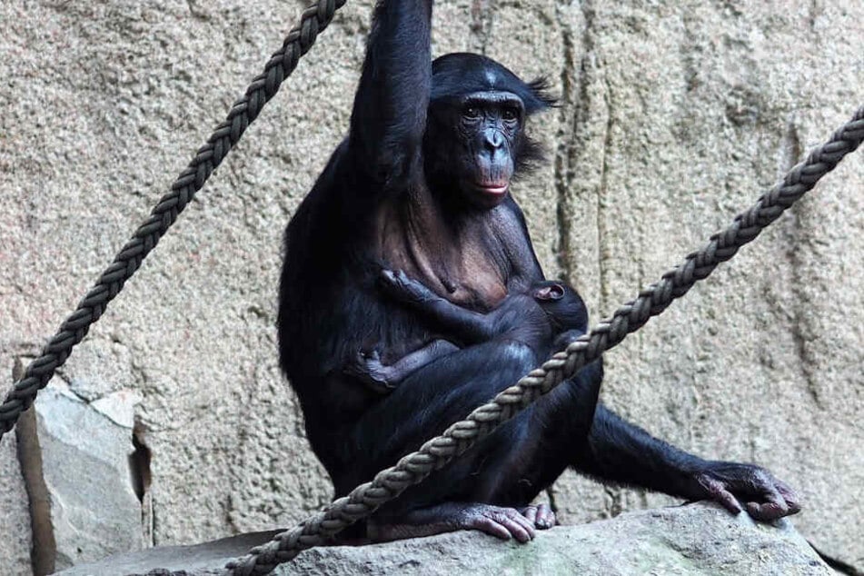 Affenmama Yasa und ihr Junges können von Besuchern schon in der Innenanlage des Pongolandes bestaunt werden.