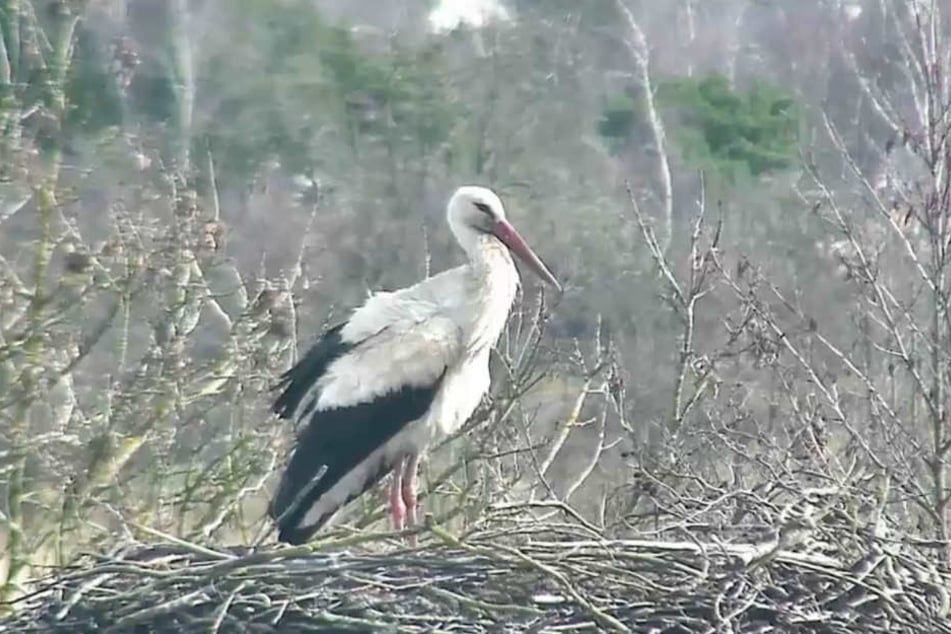Die Webcam von Rolfs Storchennest zeigt, was auf dem Horst los ist.